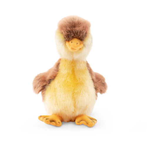 Living Nature Mallard Duckling