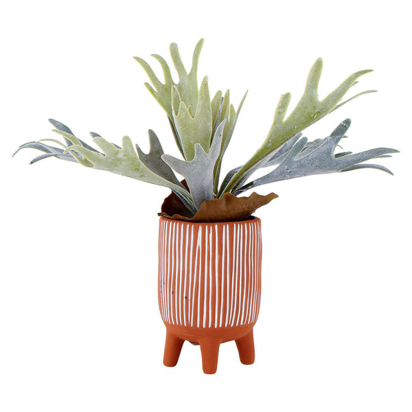 Staghorn in Terracotta Pot with Feet (19x14x14cm)